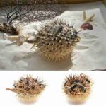 Marine life thorn fish crafts mediterranean home decoration natural shells